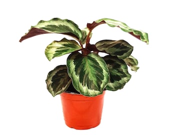 6"-pot of Calathea Medallion, Calathea Roseopicta, Rose-painted Prayer plant – Houseplants, Foliage Plants, Air Purifiers, Gifts