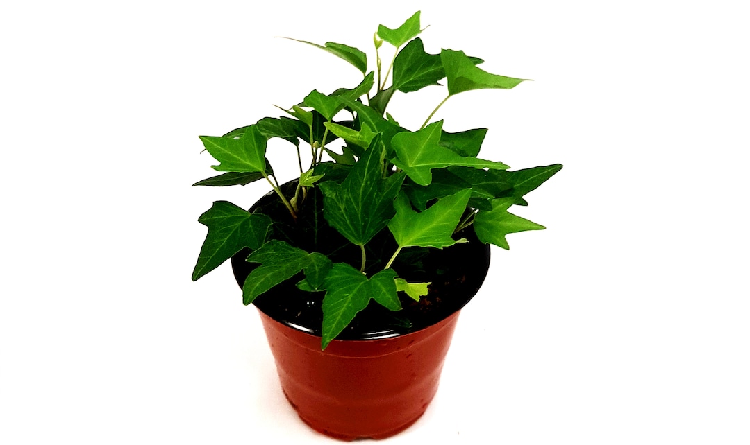 4 Needlepoint Ivy/hedera Helix/english Ivy Houseplants/foliage Plants/home Décor/trailing Plants