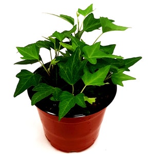 4” Needlepoint Ivy/Hedera helix/English Ivy – Houseplants/Foliage Plants/Home Décor/Trailing Plants/Air Purifier