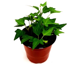 4” Needlepoint Ivy/Hedera helix/English Ivy – Houseplants/Foliage Plants/Home Décor/Trailing Plants/Air Purifier