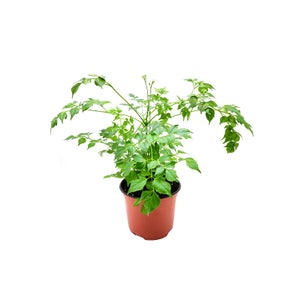 May include: A small green plant with multiple branches growing in a brown plastic pot. The plant is potted in a brown plastic pot with a black rim.