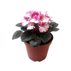 4” African Violet with Pink and White Flowers, Saintpaulia ionantha – Houseplants, Flowering Plants, Perennials
