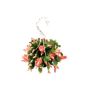 8&quot;-Hanging Basket of Coral Christmas Cactus, Zygocactus, Schlumbergera bridesii, Thanksgiving Cactus, Holiday Cactus, Holiday Gift