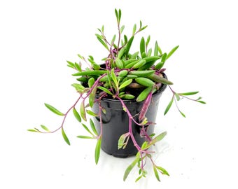 String of Purple Flash - Stunning Trailing Succulent in 4-Inch Pot, Plant for Hanging Basket, Rate Plant, Pet Safe, Free Heatpad