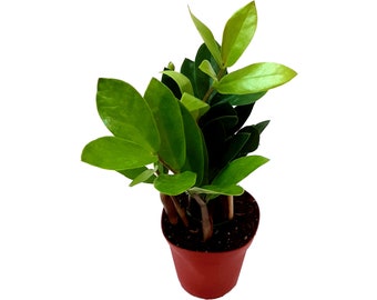 4”-Pot of ZZ plant, Zamioculcas Zamiifolia, Zee Zee plant, Aroid Palm – Houseplants, Foliage Plants, Home Décor, Indoor Plants