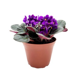 May include: A small potted African violet plant with dark green leaves and vibrant purple flowers.