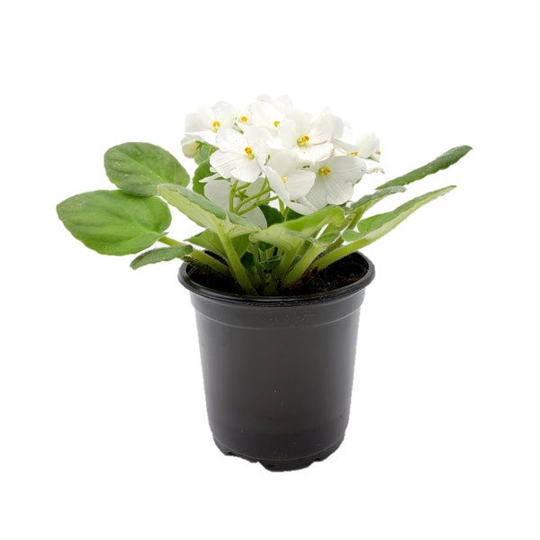 4” African Violet with White Flowers, Saintpaulia ionantha – Houseplants, Flowering Plants, Perennials