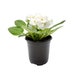 see more listings in the Flowering Plants section