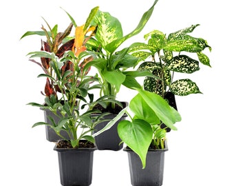 5PK 3” Pot Live Plant Collection, No Duplicates for up to Four Packs, Live Indoor Houseplants, Live House Plants, Home, Office Décor, Gifts