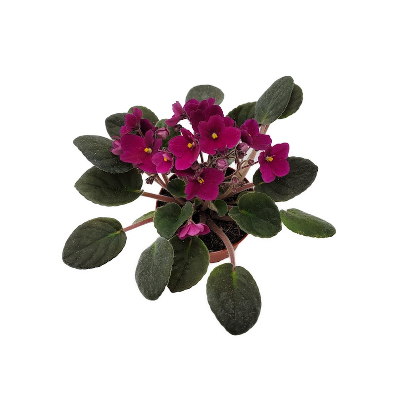 4 African Violet with Burgundy Red Flowers Burgundy on the red side, NOT red, Saintpaulia ionantha Houseplants, Flowering Plants image 6
