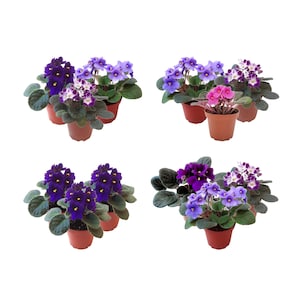 3-Pack 4”-Pot African Violets, Saintpaulia ionantha, from 12 Available Colors. Plant Colors May Vary but All Are Different.