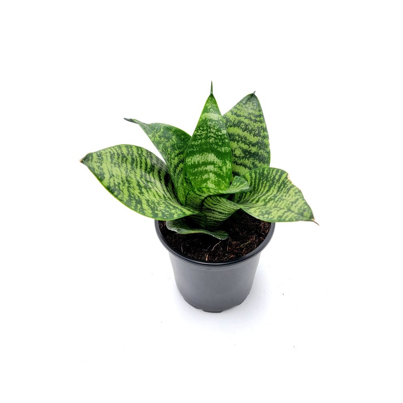 WonderlandHG Snake Plant Futura Robusta