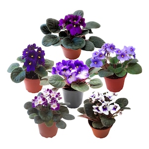 Five African Violet Plants Flowering in Different Colors – Colors May Vary Depending on Availability – 4" Pots, Free Heatpad