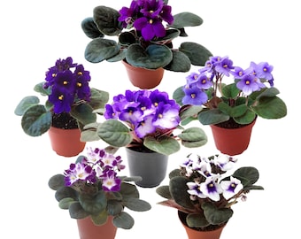 Five African Violet Plants Flowering in Different Colors – Colors May Vary Depending on Availability – 4" Pots, Free Heatpad