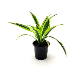 May include: A potted plant with long, green leaves edged with white and yellow stripes. The plant is in a small, black plastic pot, set against a white background. The leaves are long and slender, with a slight curve.