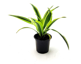 Dracaena Kanzi Air Purifying Houseplants - Etsy