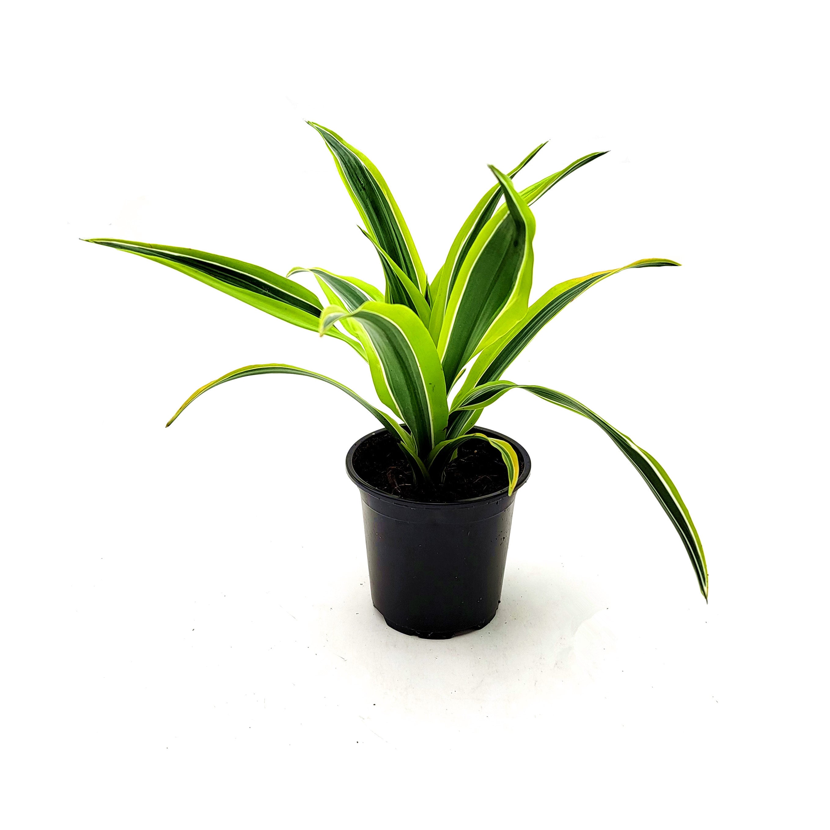 Dracaena Lemon Lime, Dracaena Deremensis, Dracaena Warneckii, Foliage  Plants, Home Dcor, Gift, Air Purifier - 4" Pot, Free Heatpad - Etsy