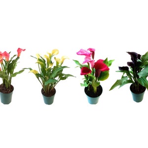 4.5“ Pot of Calla Lily Live Plants, Zantedeschia aethiopica, Assorted Colors, Arum Lily - Continuous Flowering, Flowering Plants, Perennial