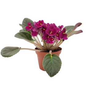 4 African Violet with Burgundy Red Flowers Burgundy on the red side, NOT red, Saintpaulia ionantha Houseplants, Flowering Plants image 5