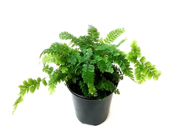 3.5“-pot of Maidenhair Fern Rosy, Adiantum hispidulum - Houseplants, Foliage Plants, Air Purifier