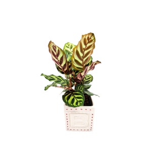 4”-pot Peacock Plant (Calathea makoyana) in a Cute Ceramic Square Outer Planter - Home Décor, Holiday Gift