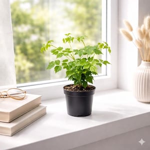 May include: A small green plant in a black pot sits on a white windowsill. The plant has multiple green leaves and stems. The background includes a window with a blurred green view and a white vase with dried flowers.