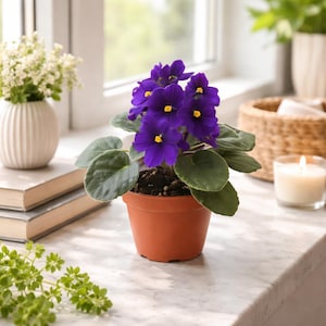 May include: A potted African violet plant with vibrant purple flowers and yellow centers. The plant sits in a terracotta pot on a windowsill, surrounded by other decorative items, including a candle and a vase of white flowers.