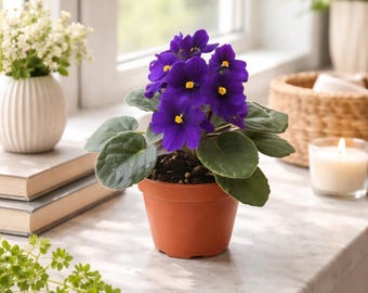 4" African Violet Plant - Blue Flowers - Saintpaulia ionantha, Free Heatpad