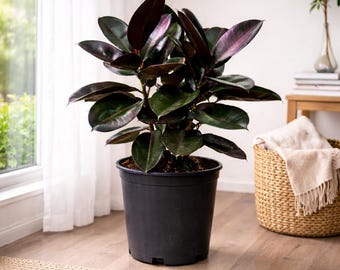 pothos neon queen Pothos Epipremnum aureum 'Variegated Neon'