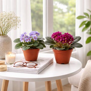2-Pack 4”-Pot African Violets, Saintpaulia ionantha, Assorted Colors, 12 Available Colors,  Live Plant, Indoor Plant, Free Heatpad