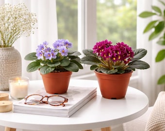 2-Pack 4”-Pot African Violets, Saintpaulia ionantha, Assorted Colors, 12 Available Colors,  Live Plant, Indoor Plant, Free Heatpad