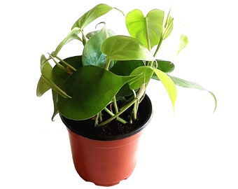 May include: A potted houseplant with vibrant green, heart-shaped leaves. The plant is in a brown plastic pot, set against a white background. The leaves have a glossy texture, and the plant appears healthy and well-cared for.