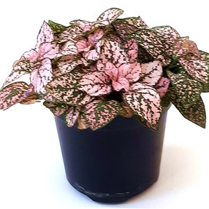 4”-Pot of Pink Polka Dot Plants, Hypoestes phyllostachya,Freckle Face Plants – Houseplants, Foliage Plants, Indoor Plants, Home Décor