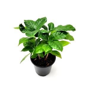 Live Coffee Plants in 4&quot; Pots, Coffea arabica, Arabian coffee – Houseplants, Foliage Plant, Indoor Trees + Free heat pack