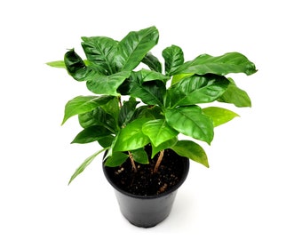 Coffee Plants, Coffea arabica, Arabian coffee, coffee shrub of Arabia, mountain coffee – Houseplants, Indoor Trees – 4” Pot