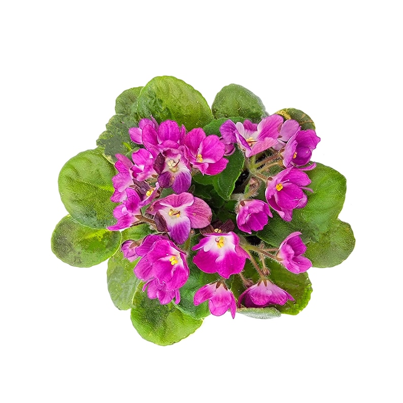 4” African Violet with Flowers of Purple Petals and White Centers, Saintpaulia ionantha – Houseplants, Flowering Plants, Free Heatpad image 6