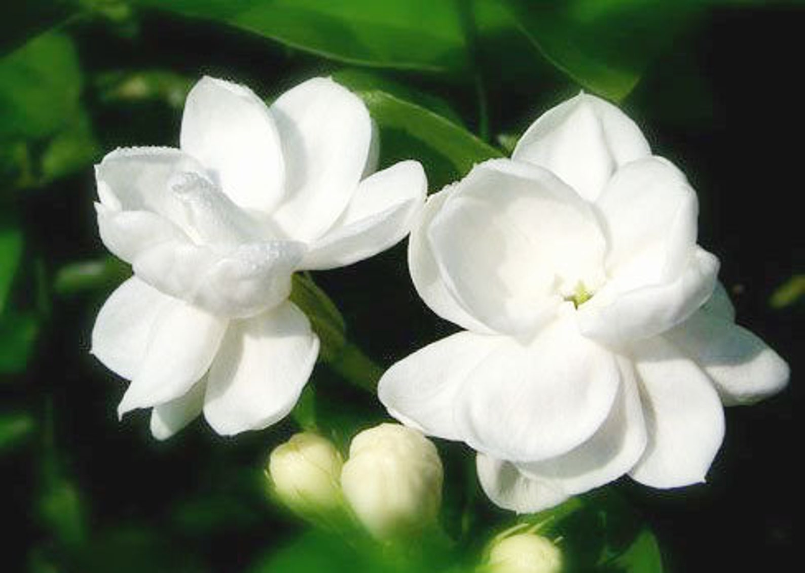 Shiny Flowers Bely