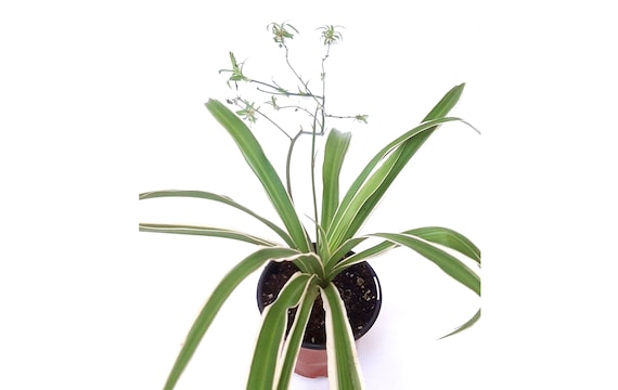 air plant in sea urchin Hanging Gator Sea Urchin Jellyfish (Minimum Order 4) main image 1