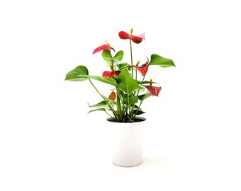 5" Anthurium, Assorted Colors – Flowering, Air Purifier, Top-Pick Gift, Valentine's Day Gift, Mother's Day Gift, White Ceramic Outer Pot