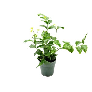 6&quot;-Pot Jasminum Sambac, Arabian Jasmine, Sambac Jasmine, Tea Jasmine – Fragrant Plant, Jasmine Tea, Houseplant, Garden Plant