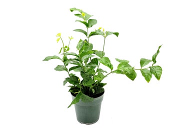 6"-Pot Jasminum Sambac, Arabian Jasmine, Sambac Jasmine, Tea Jasmine – Fragrant Plant, Jasmine Tea, Houseplant, Garden Plant