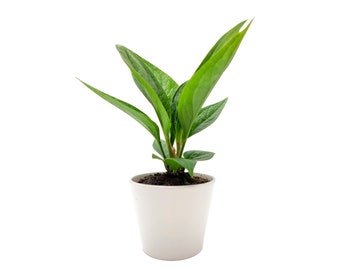 Planta rara de 4" Anthurium Jenmanii, regalo del día de San Valentín, regalo del día de la madre, regalo de planta, maceta exterior de cerámica blanca