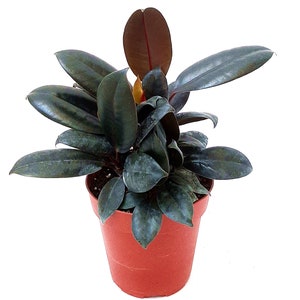 May include: A small potted rubber plant with dark green leaves and a reddish-brown stem. The plant is in a red plastic pot.