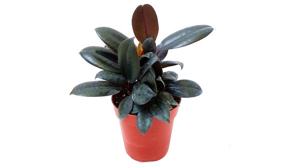 calico hearts succulents Adromischus Maculatus (Calico Hearts)  Kesslers Cacti