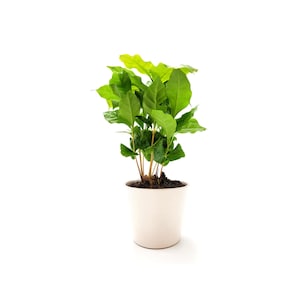 4” Coffee Plants, Coffea arabica, Valentine’s Day Gift, Mother’s Day Gift, Plant Gift, Outer White Ceramic Pot