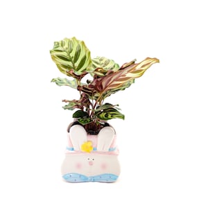 4”-pot Calathea Peacock (Calathea makoyana) in a Cute Ceramic Baby Bunny Outer Planter - Home Décor, Holiday Gift