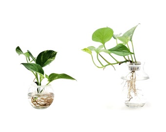 Hydroponic Golden Pothos, Epipremnum aureum - Air Cleaning Plants, Soilless Plants, Disease & Pest Free, Growing Plants in Water