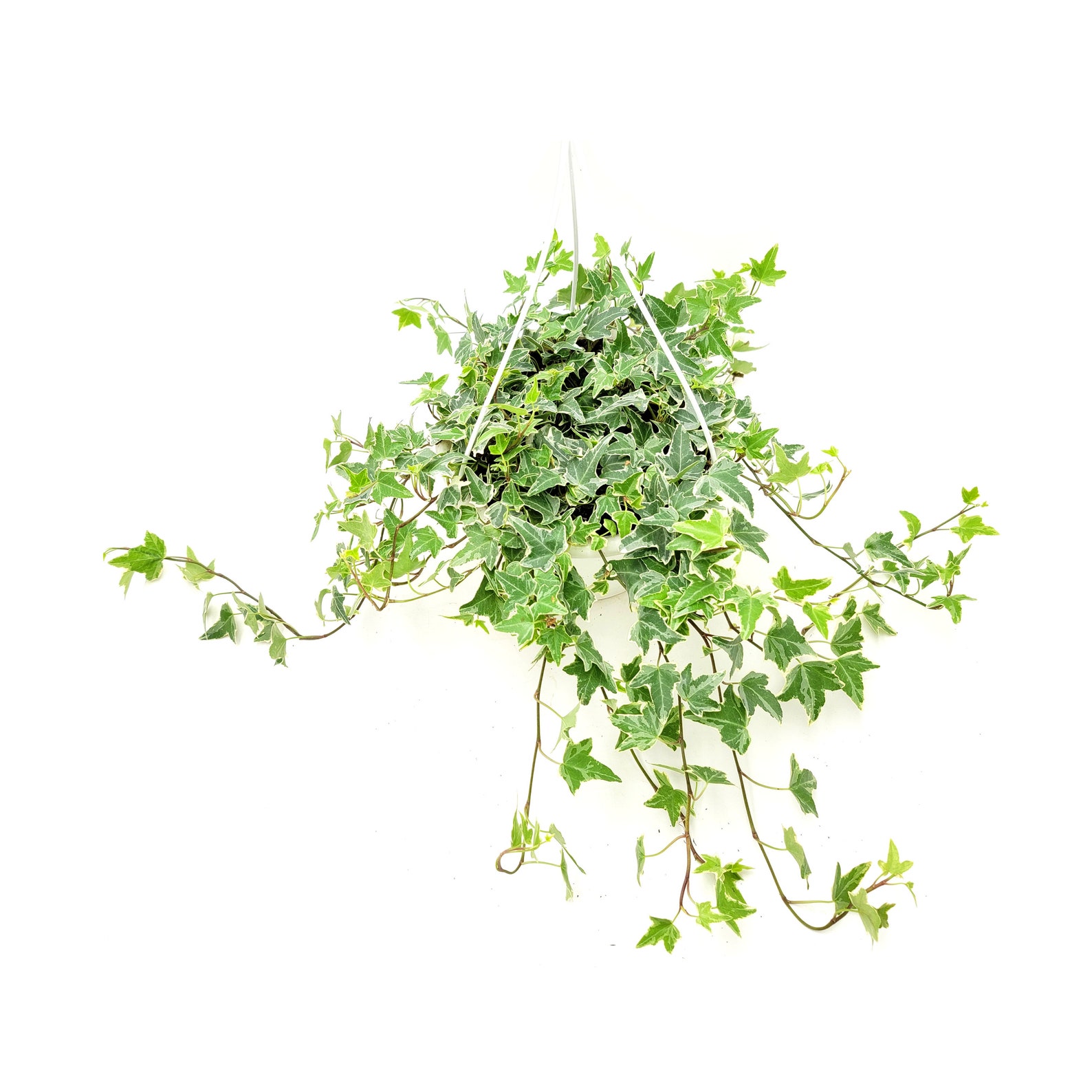 Glacier Ivy Hedera Helix English Ivy Needlepoint Ivy Etsy