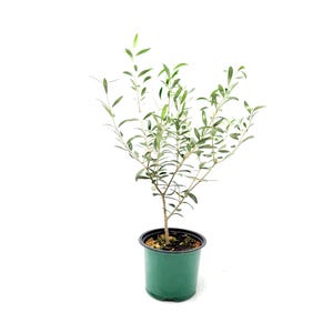 May include: A small olive tree in a green plastic pot. The tree has slender branches with small, green leaves. The pot is round and has a dark rim. The background is plain white.