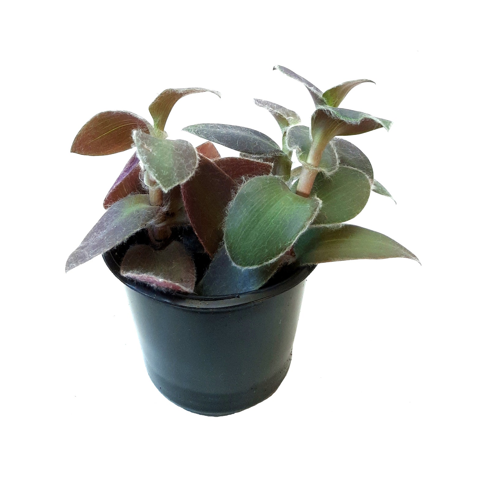 4 Purple Fuzzy Wandering Jew Tradescantia pallida House | Etsy